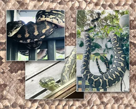 Welcoming my Reptiles in the Overhead Space: A Journey from Fear to Respect